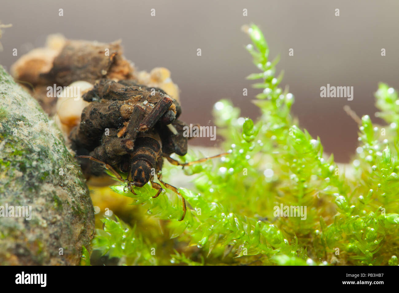 Caddisfly larvae pond hires stock photography and images Alamy