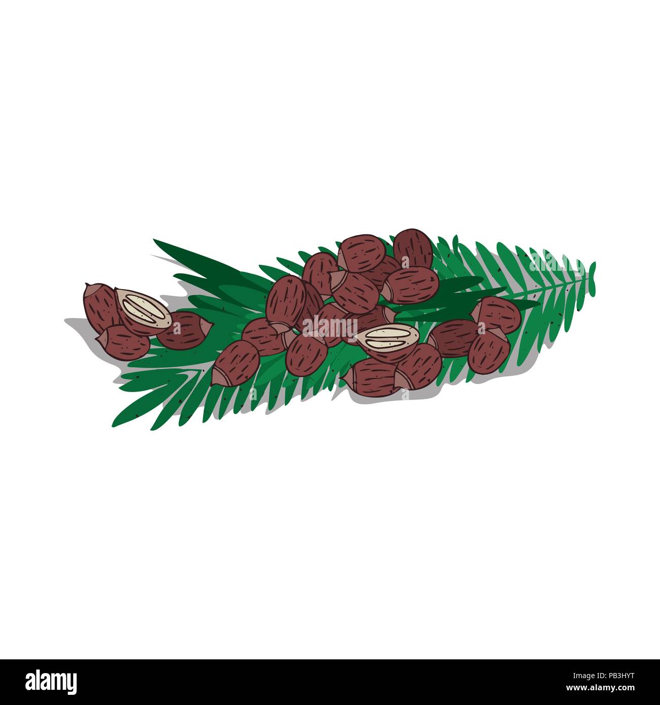 Isolated clipart Babassu Stock Vector