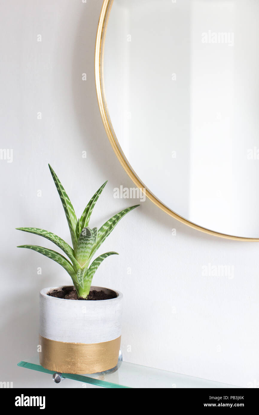 Succulent Plants Indoor Stock Photos Succulent Plants Indoor