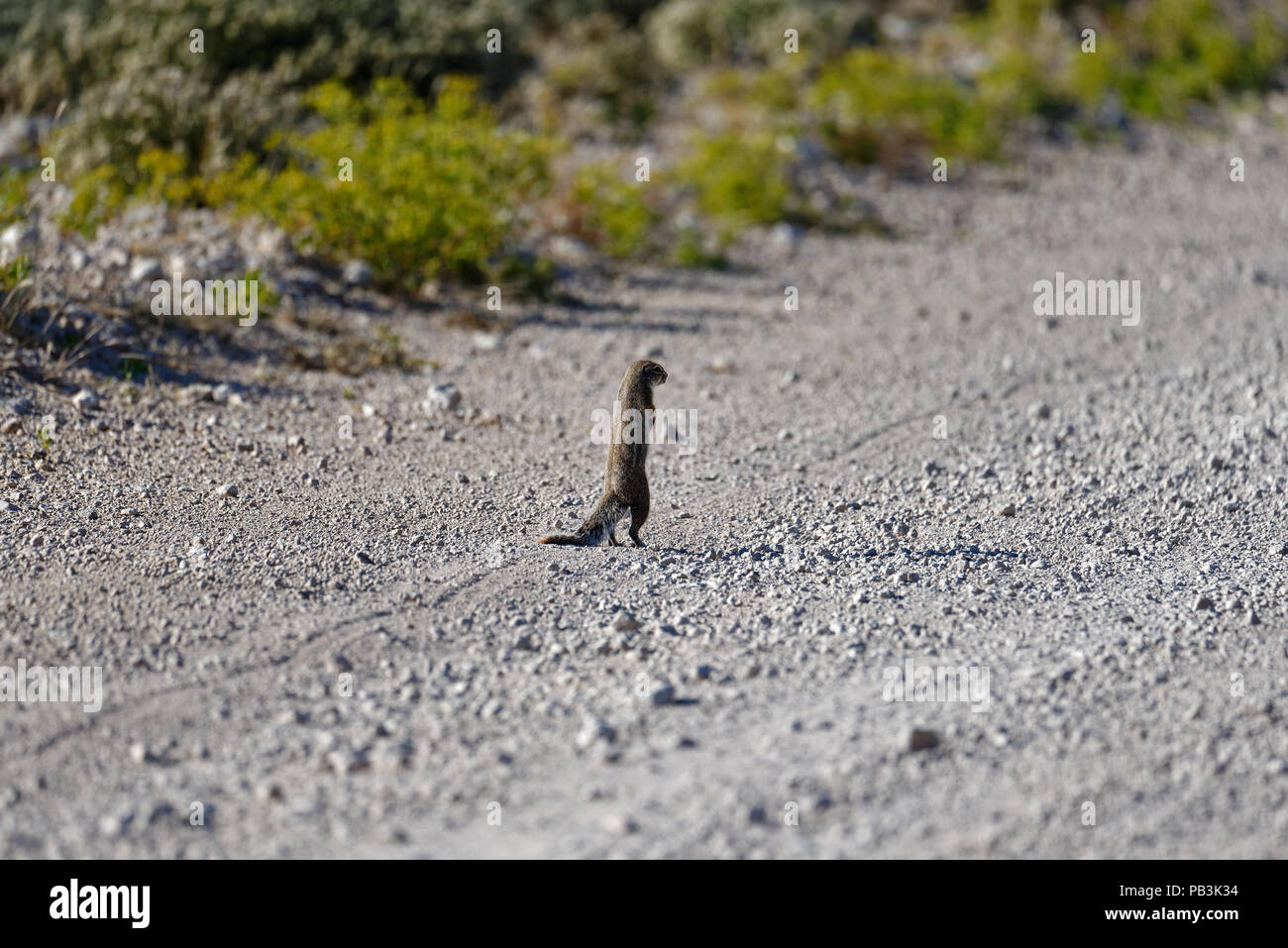 Ground squirrel staring down the road Stock Photo