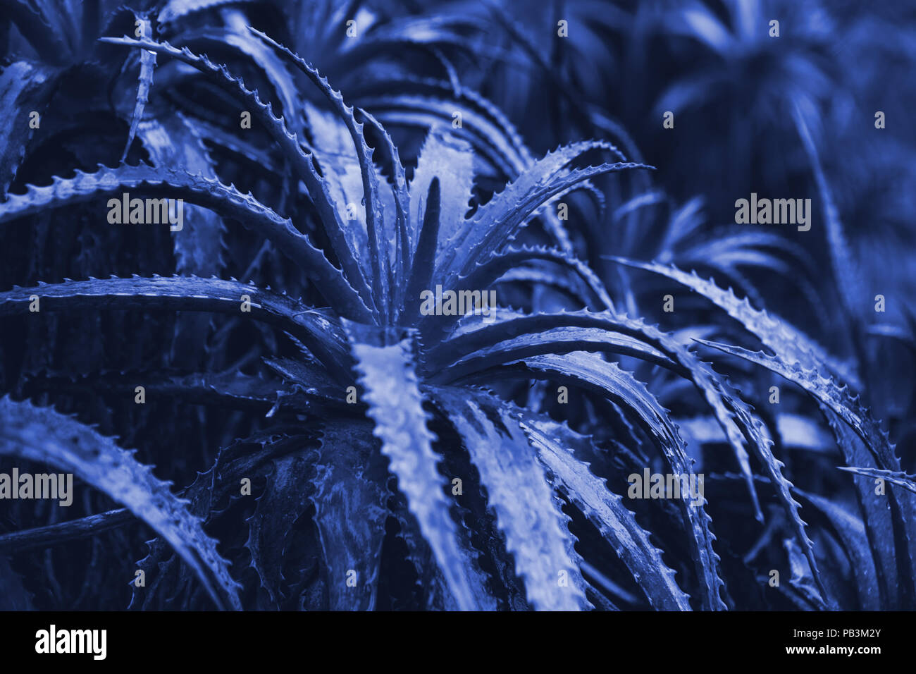 Wild Aloe Vera plant at night or in the evening. A useful plant widely used in medicine and