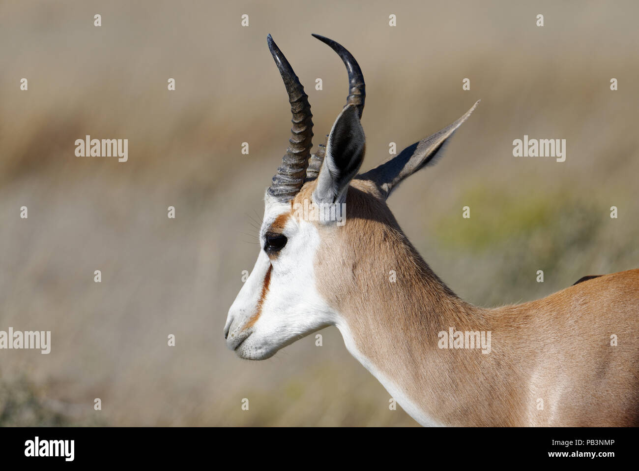 A springbok stands in the sun on the savanna in Etosha National Park, Namibia Stock Photo