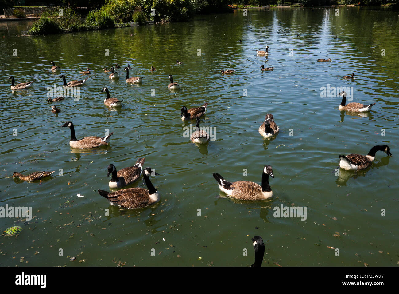 Ducking cooling in water hires stock photography and images Alamy