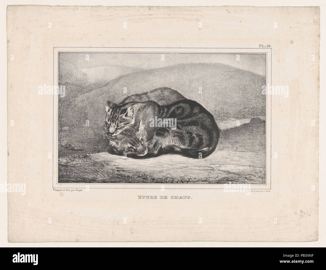 Study of Cats. Artist: Antoine-Louis Barye (French, Paris 1796-1875 Paris). Dimensions: Sheet: 9 7/16 × 12 7/16 in. (24 × 31.6 cm)  Image: 5 3/16 × 8 1/4 in. (13.2 × 21 cm). Printer: Lemercier & Cie. (French, Paris). Series/Portfolio: Cours Complet de Lithographie de Thénot. Date: 1836. Museum: Metropolitan Museum of Art, New York, USA. Stock Photo
