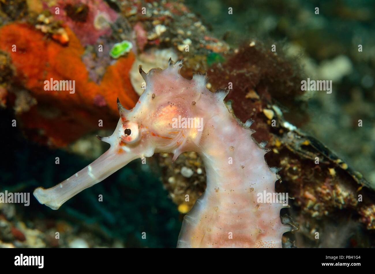Dorniges Seepferdchen, thorny seahorse (Hippocampus histrix), Bali,  Tulamben Stock Photo - Alamy