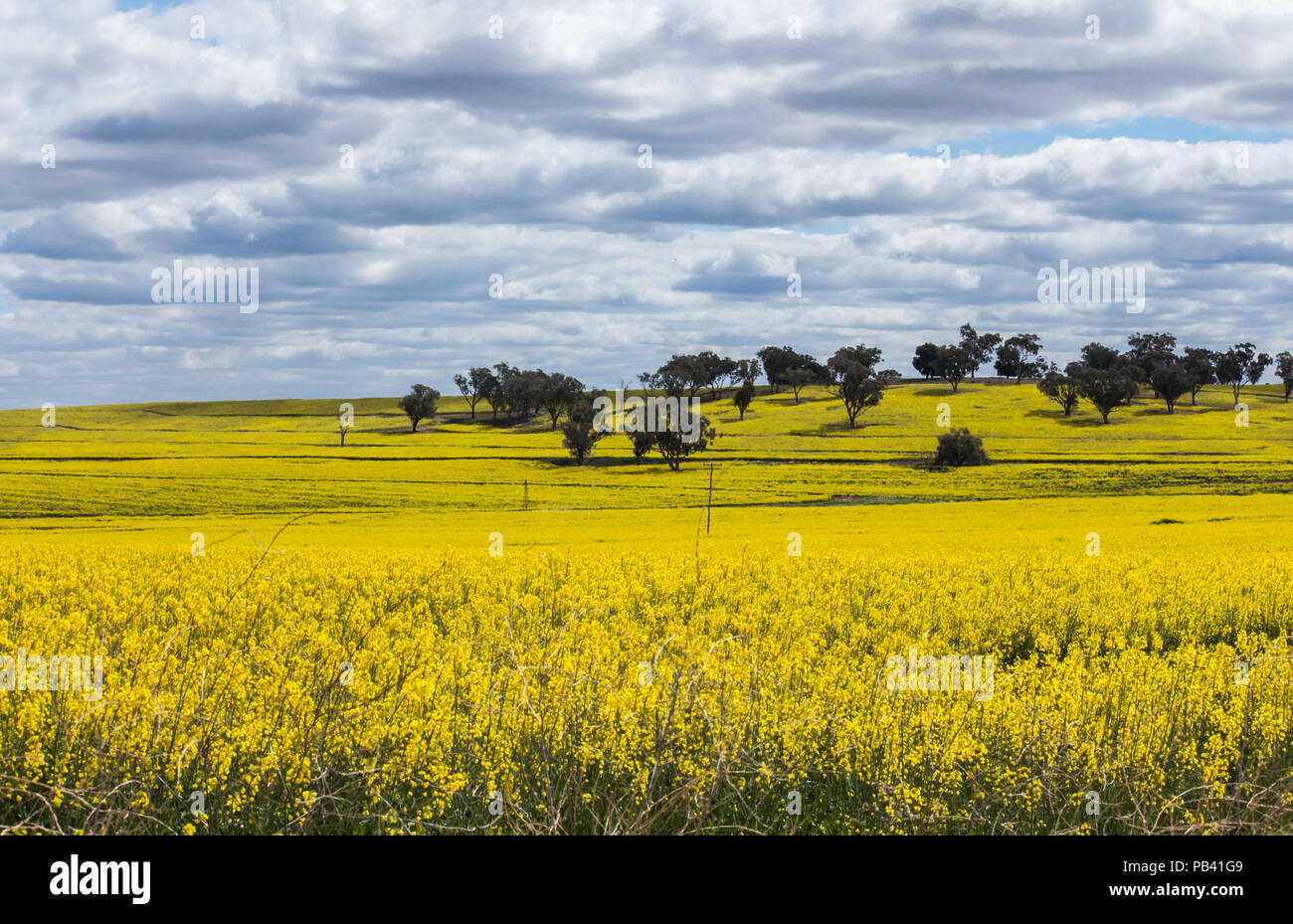 Canola seed hi-res stock photography and images - Alamy