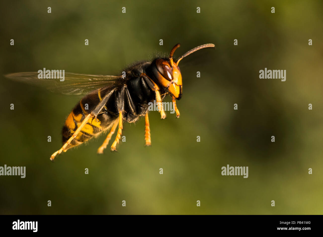Asian predatory wasp (Vespa velutina nigrithorax) in flight, invasive species, Nantes, France, September. Stock Photo