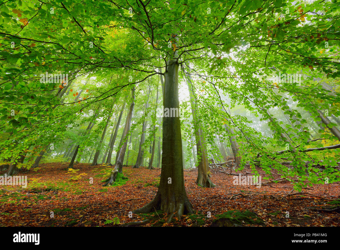 European beech tree (Fagus sylvatica). in woodland, Serrahn, Muritz-National Park, World Natural Heritage site, Germany, Europe. October 2015. Stock Photo