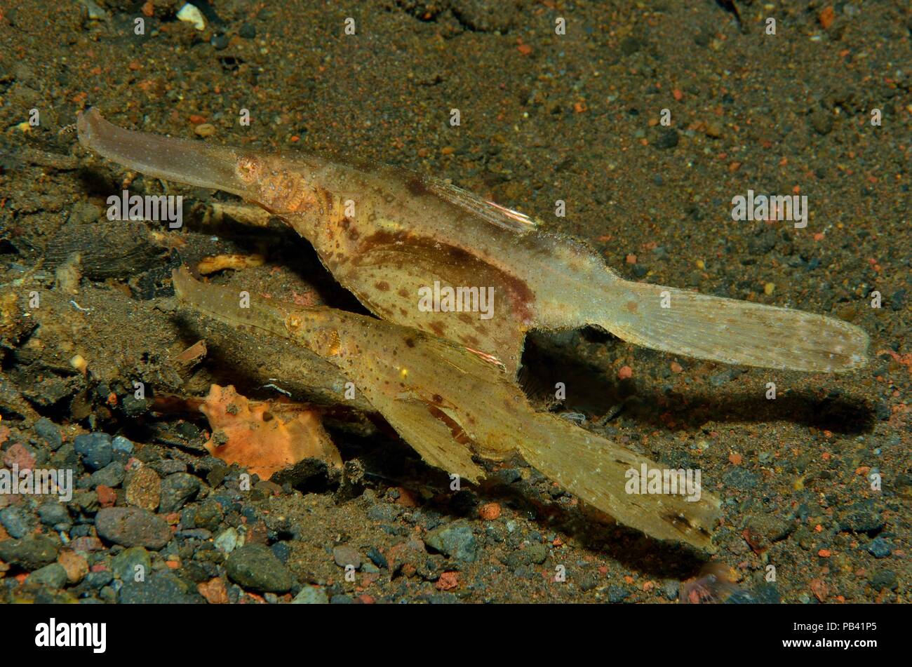 Seegras-Geisterpfeifenfisch, robust ghost pipefish, Solenostomus cyanopterus, Tulamben, Bali, Southeast Asia, Südostasien Stock Photo
