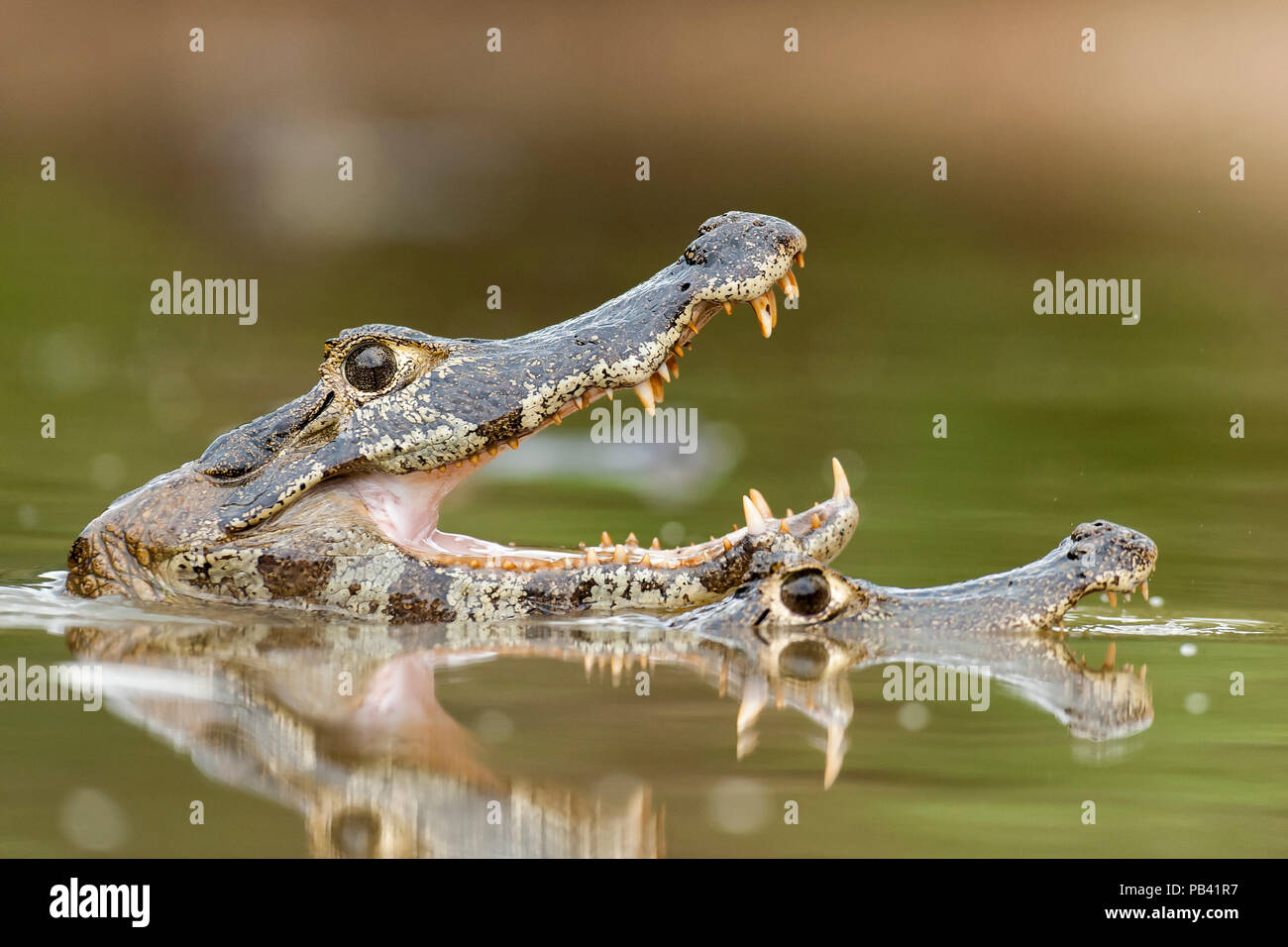 Jacare / Yacare caiman (Caiman crocodilus yacare) two caymans, one with mouth open, Pantanal, Brazil. Stock Photo