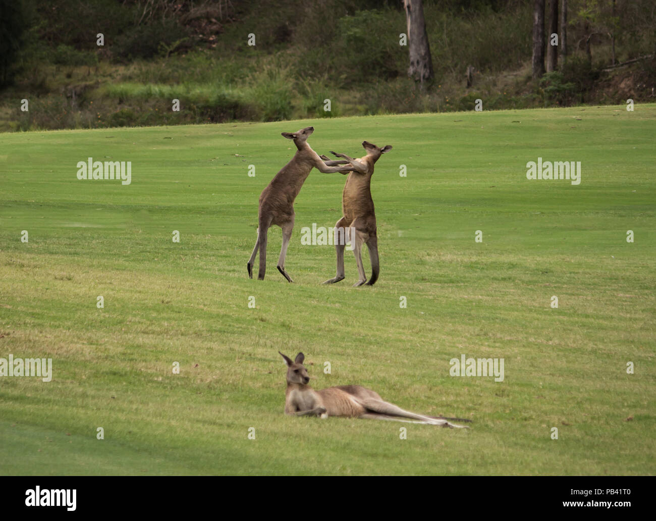 Two male Australian kangaroos fighting in grass field with female kangaroo resting in foreground Stock Photo