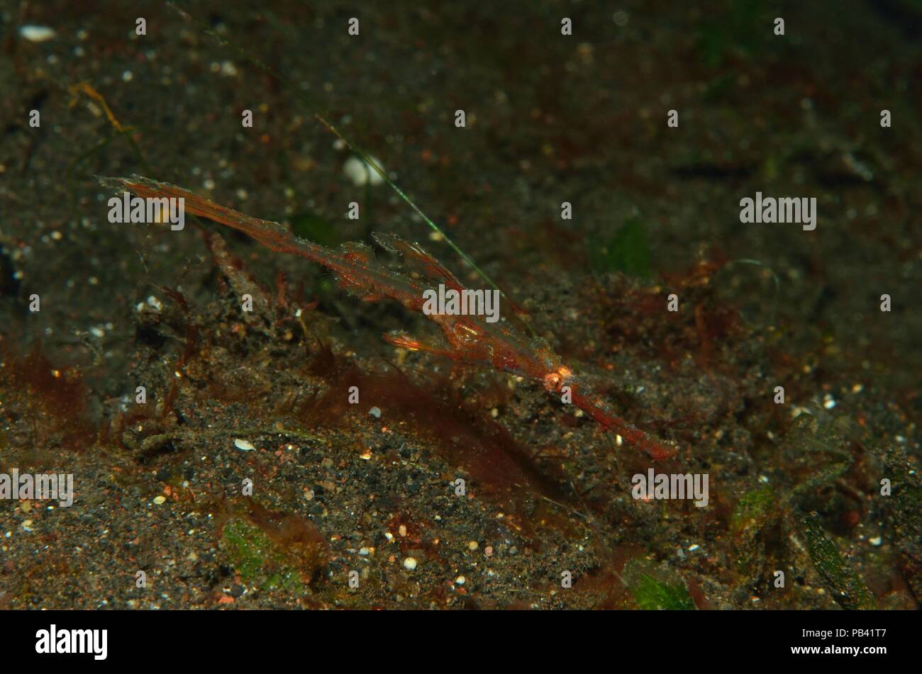 delicate ghost pipefisch, Zarter Geisterpfeifenfisch, Solenostomus leptosoma, Tulamben, Bali, Southeast Asia, Südostasien Stock Photo