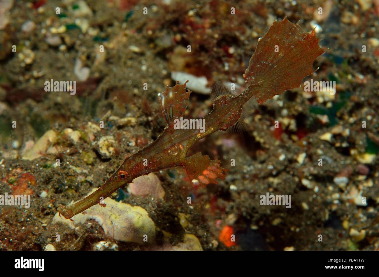 delicate ghost pipefisch, Zarter Geisterpfeifenfisch, Solenostomus leptosoma, Tulamben, Bali, Southeast Asia, Südostasien Stock Photo