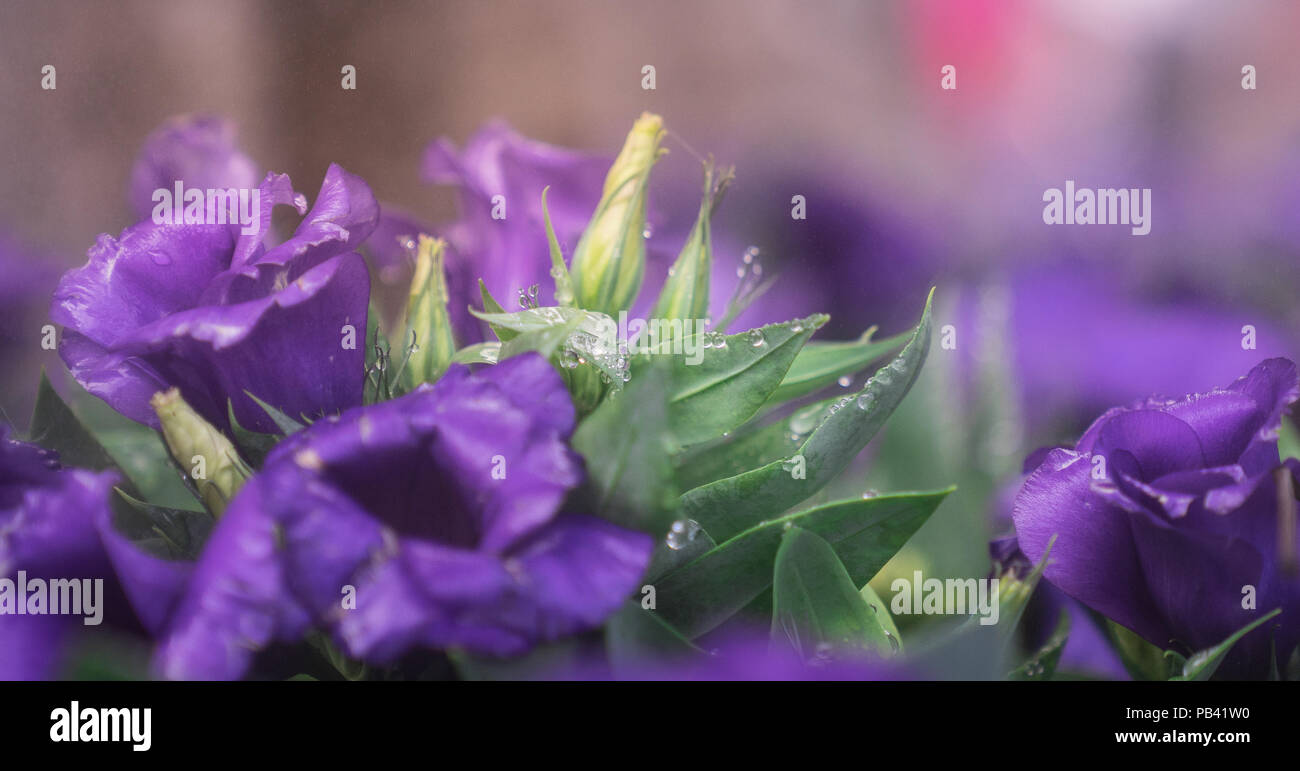 close up defocused bud of Lisianthus flower surrounded with bloom violet blossoms in garden Stock Photo