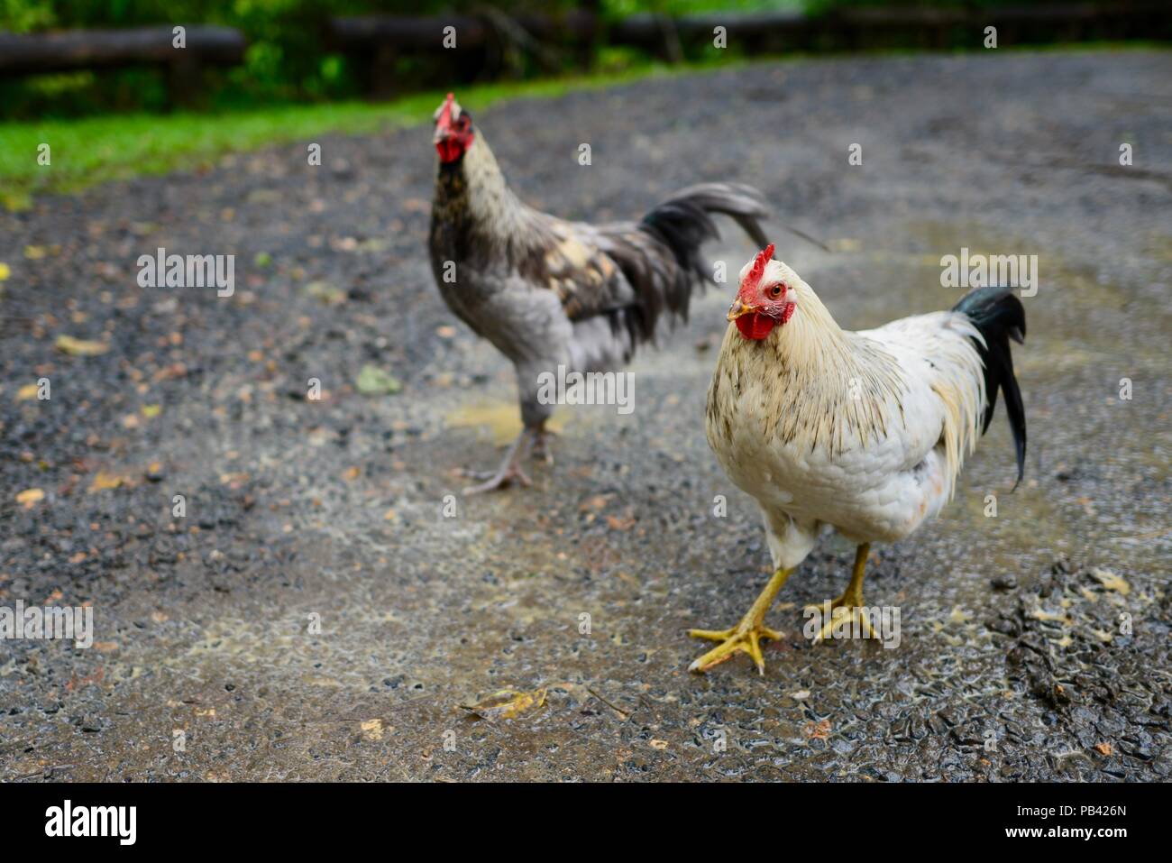 Feral rooster hires stock photography and images Alamy