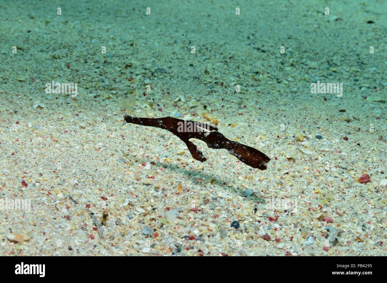 Seegras-Geisterpfeifenfisch, robust ghost pipefish (Solenostomus cyanopterus) Stock Photo