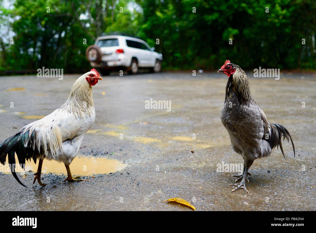 Feral rooster hires stock photography and images Alamy