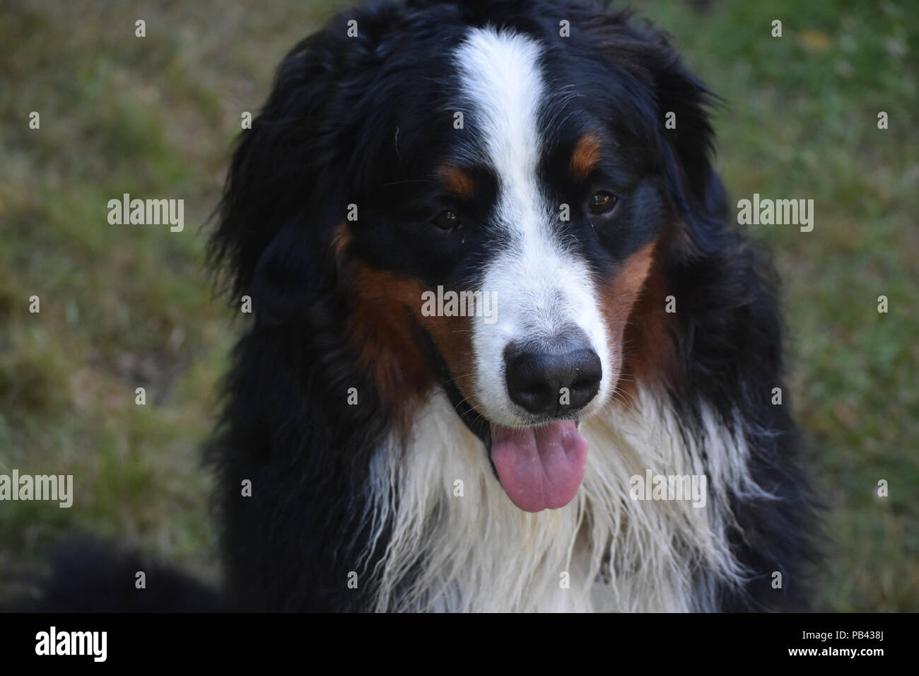 Obedient Bernese mountain dog sitting on command. Stock Photo