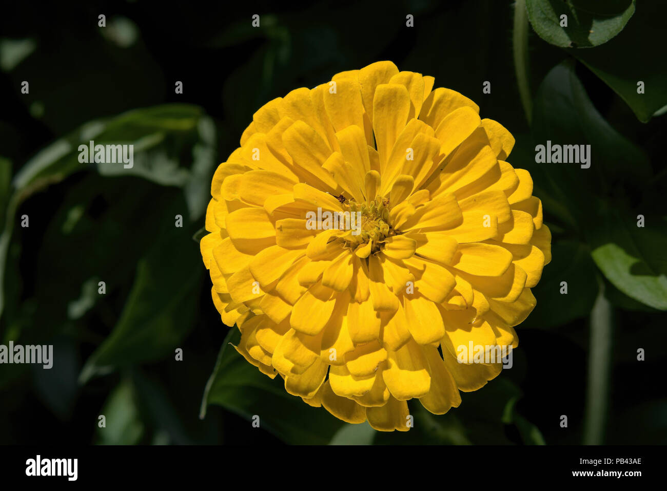 Yellow Zinnia in the garden. Zinnia elegans, known as youth-and-age, common zinnia or elegant zinnia, is an annual flowering plant of the genus Zinnia Stock Photo
