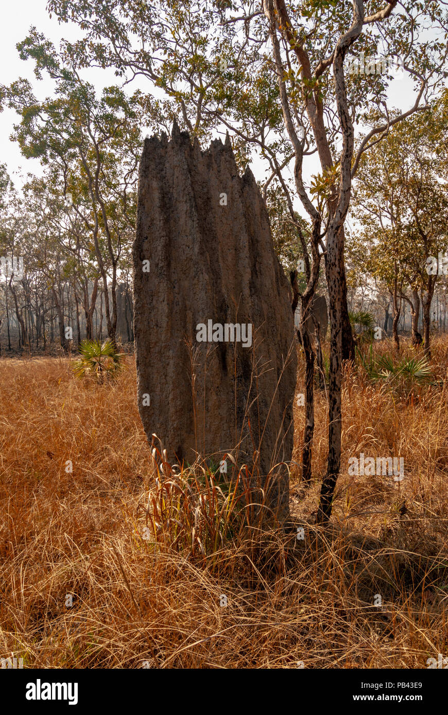 MAGNETIC TERMITE MOUNDS, LICHFIELD NATIONAL PARK, NORTHERN TERRITORIES, AUSTRALIA Stock Photo