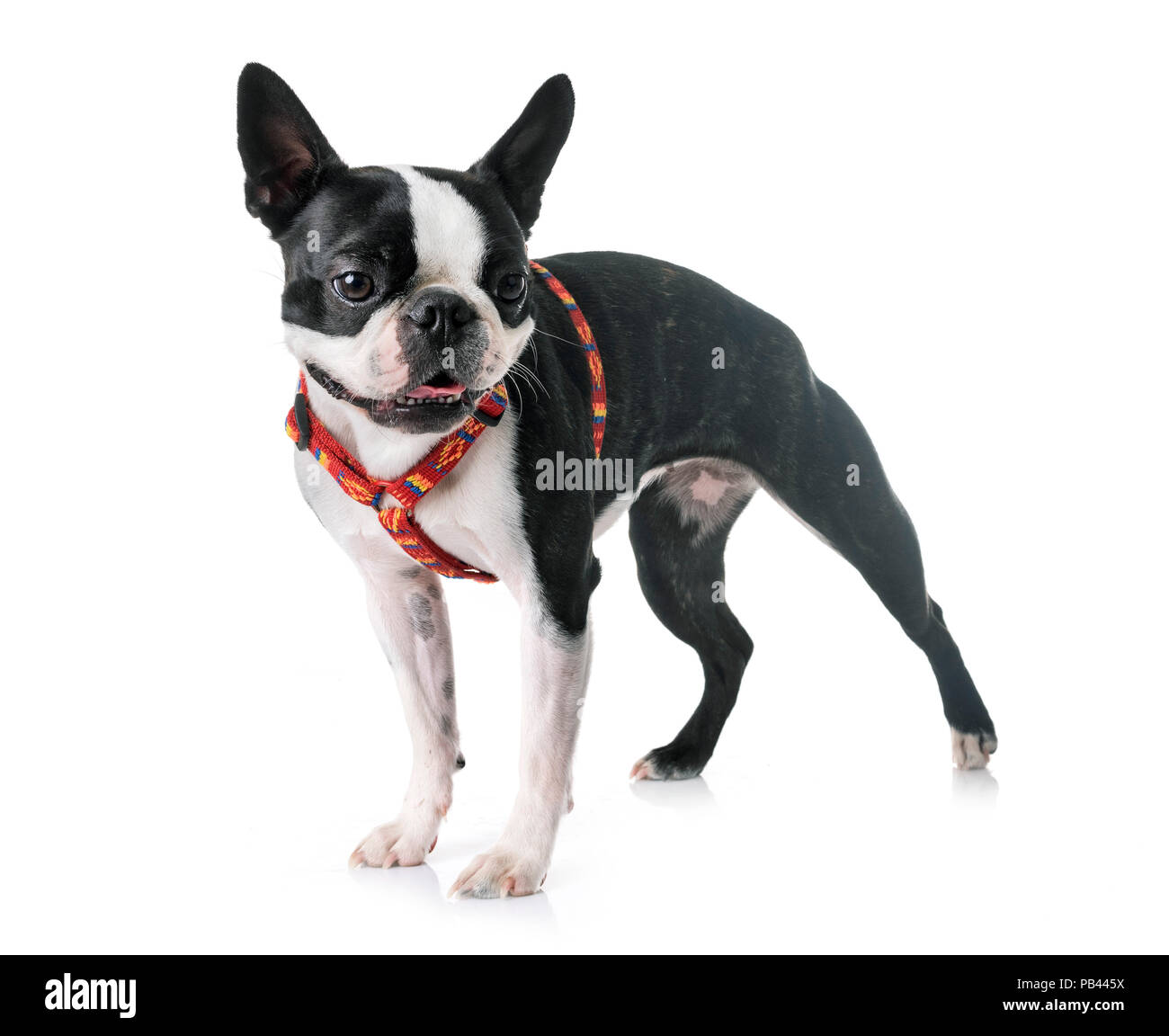 boston terrier in front of white background Stock Photo - Alamy