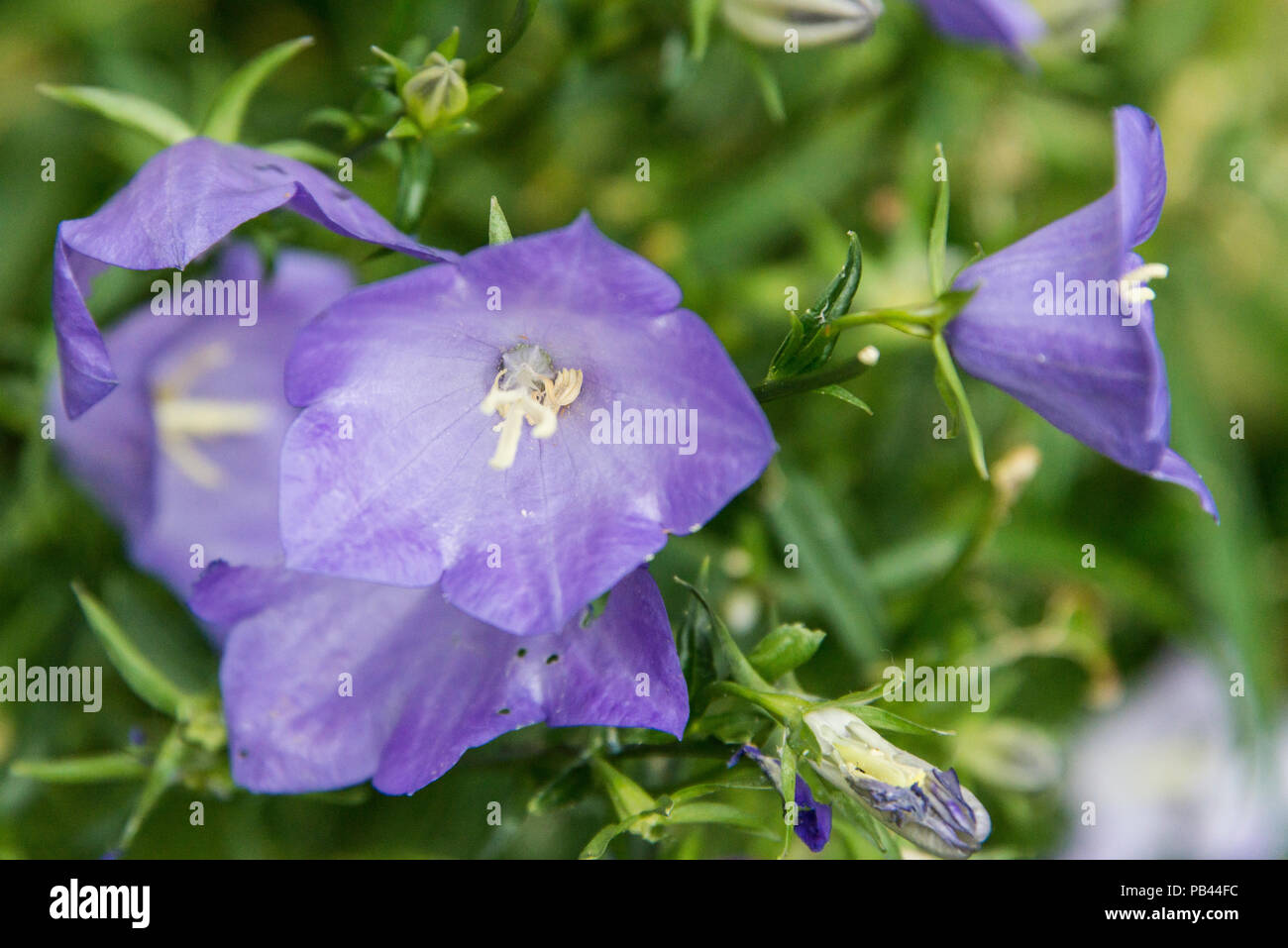 A fairy bellflower (Campanula persicifolia) Stock Photo