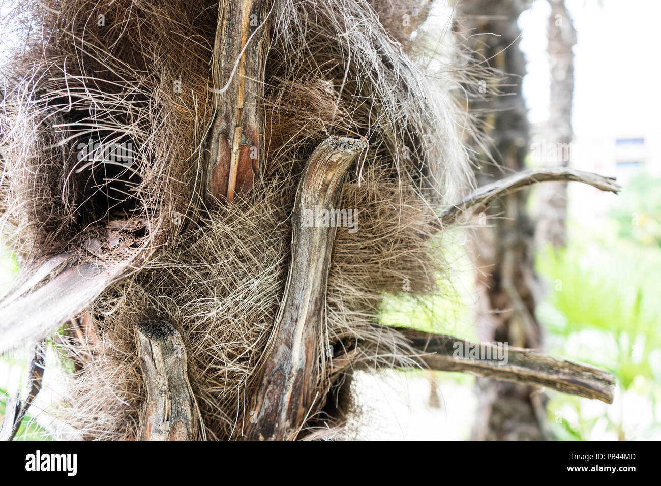 trachycarpus fortunei palm close up weed palm tree Stock Photo Alamy
