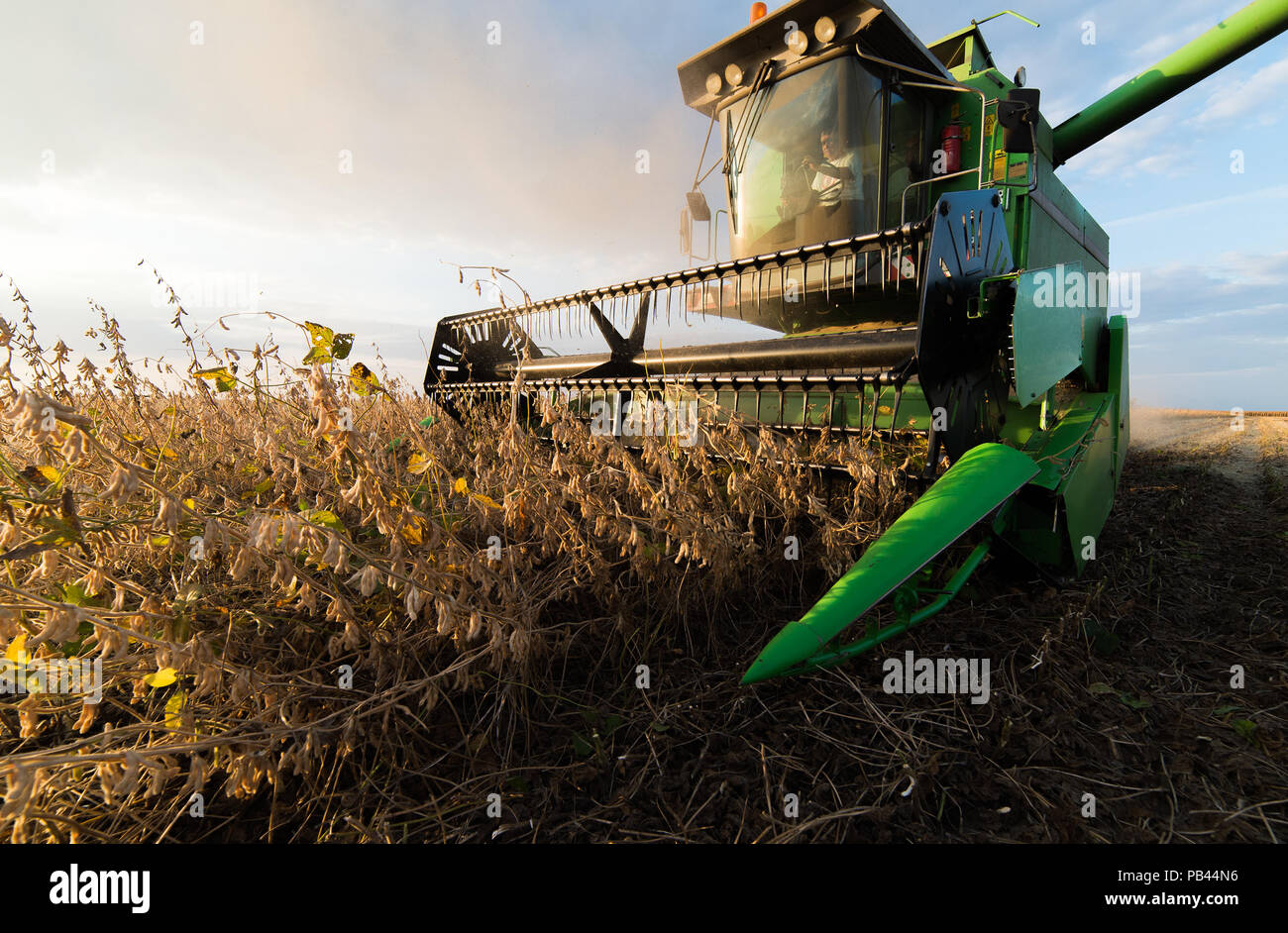 Harvesting of soybean field with combine Stock Photo Alamy
