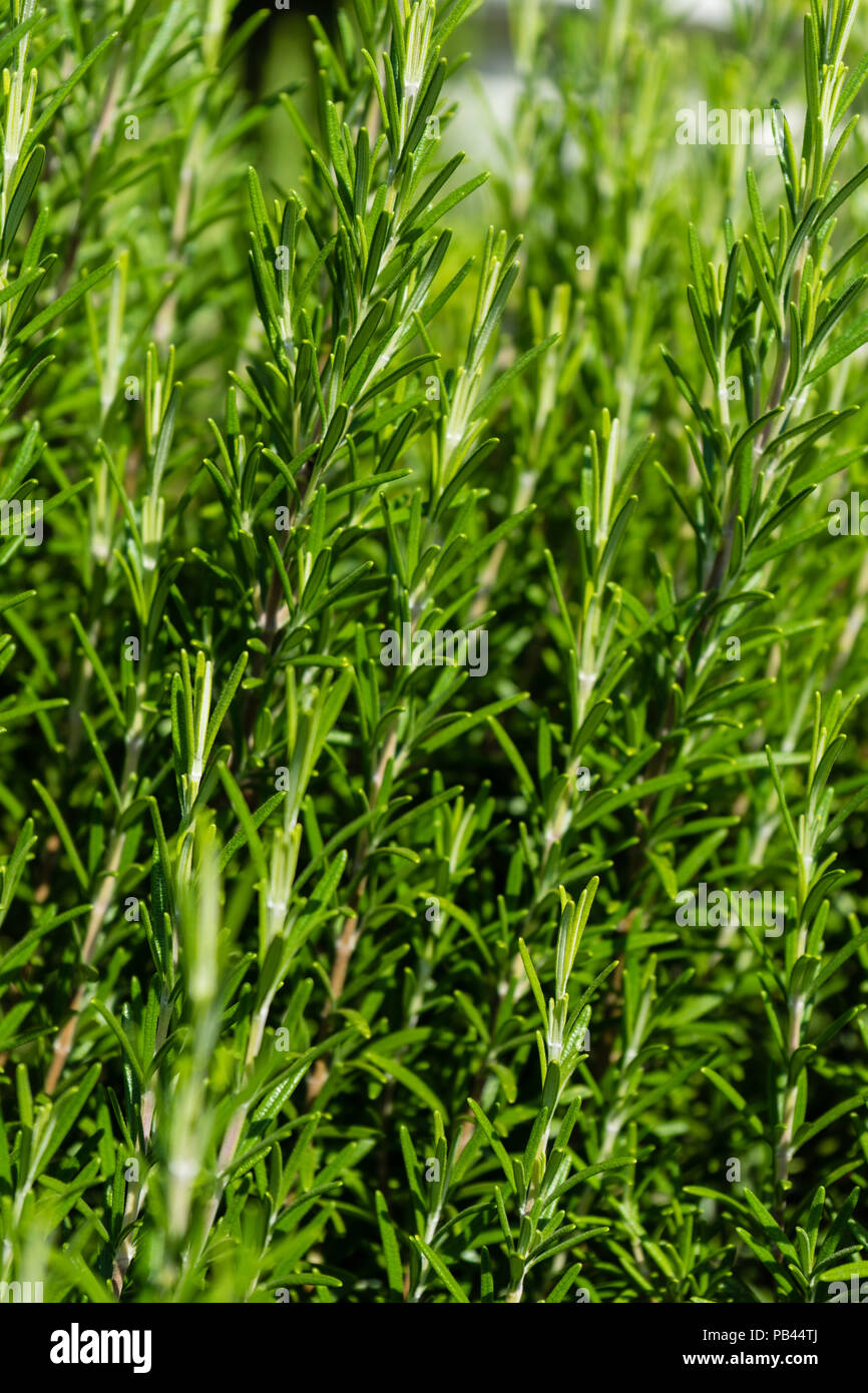 Roris marini Rosmarinus officinalis rosmarin plant herb close up view leaf green colour Stock Photo