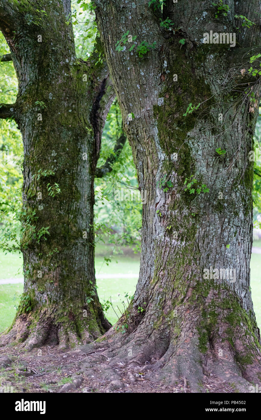 two tree trunk of old trees in park close up brown bark Stock Photo - Alamy