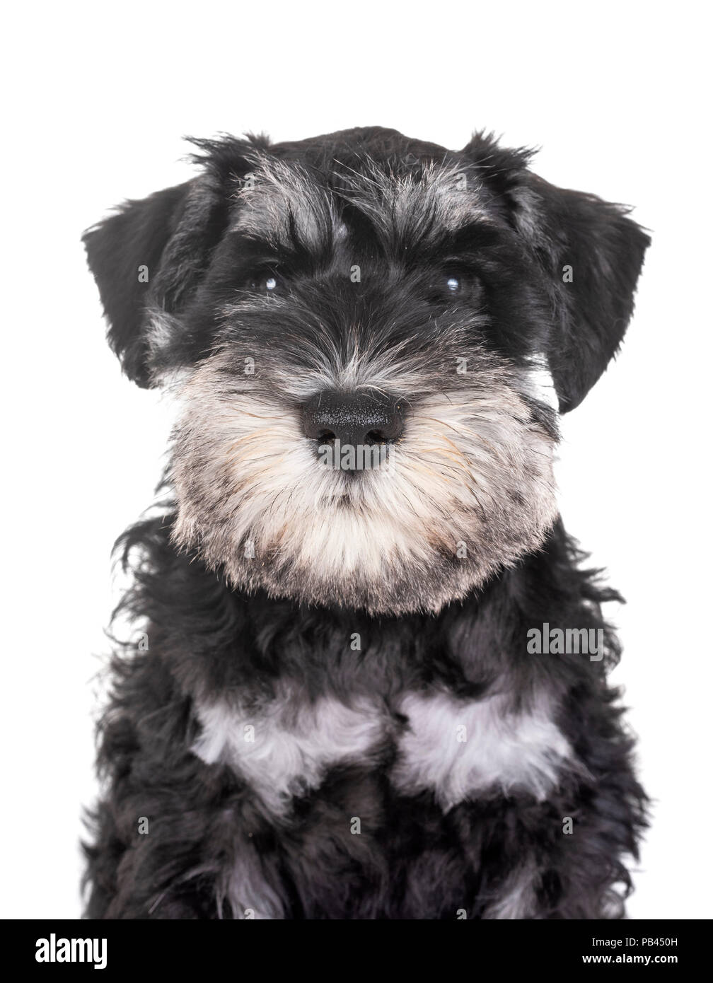 schnauzer bow tie