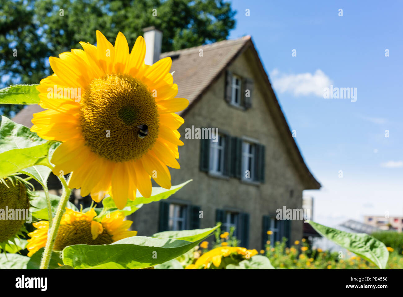 sunflower with bee and old house with blue sky Stock Photo - Alamy