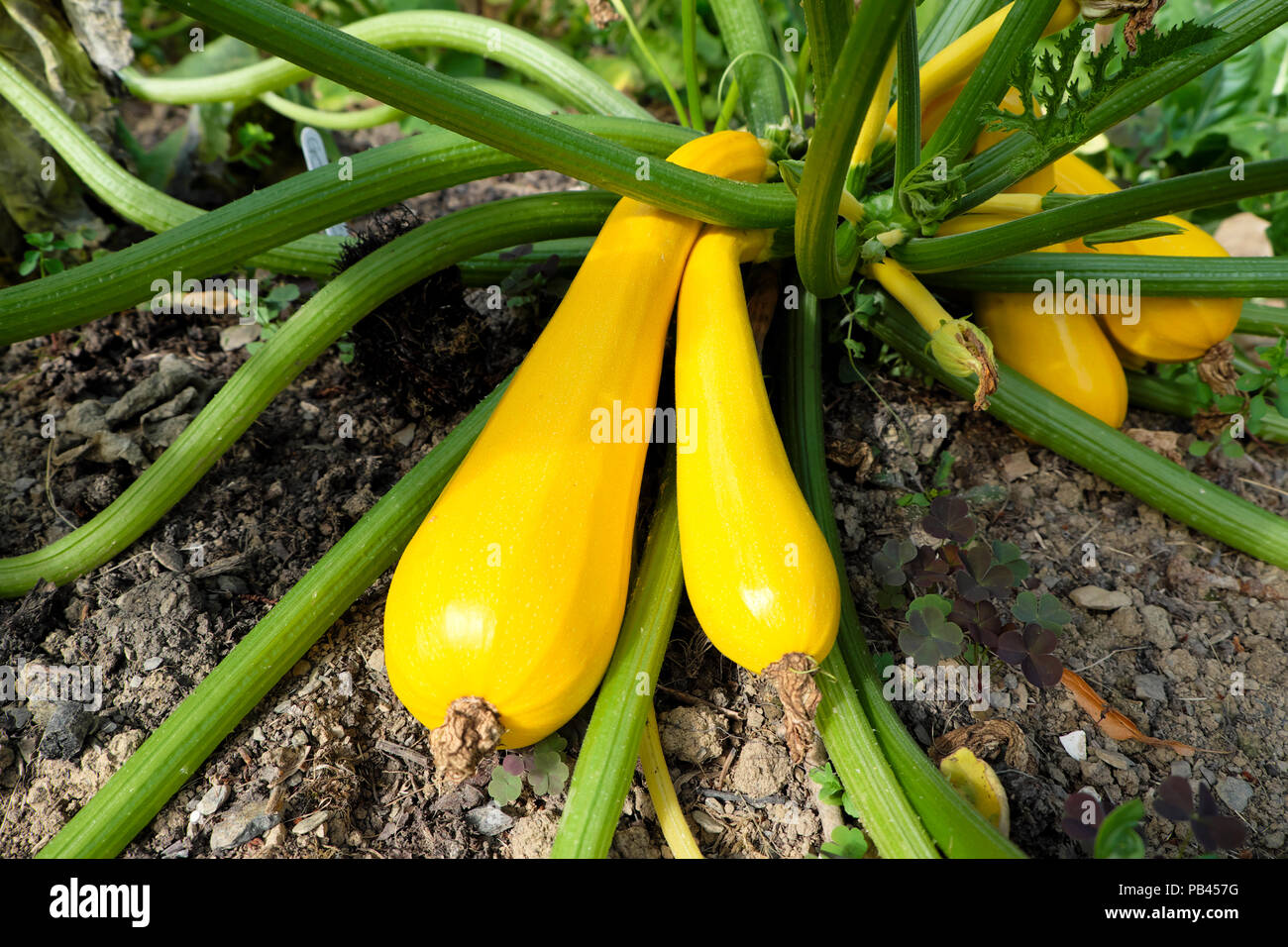 Yellow squash vegetable plant grow growing in summer 2018 garden in