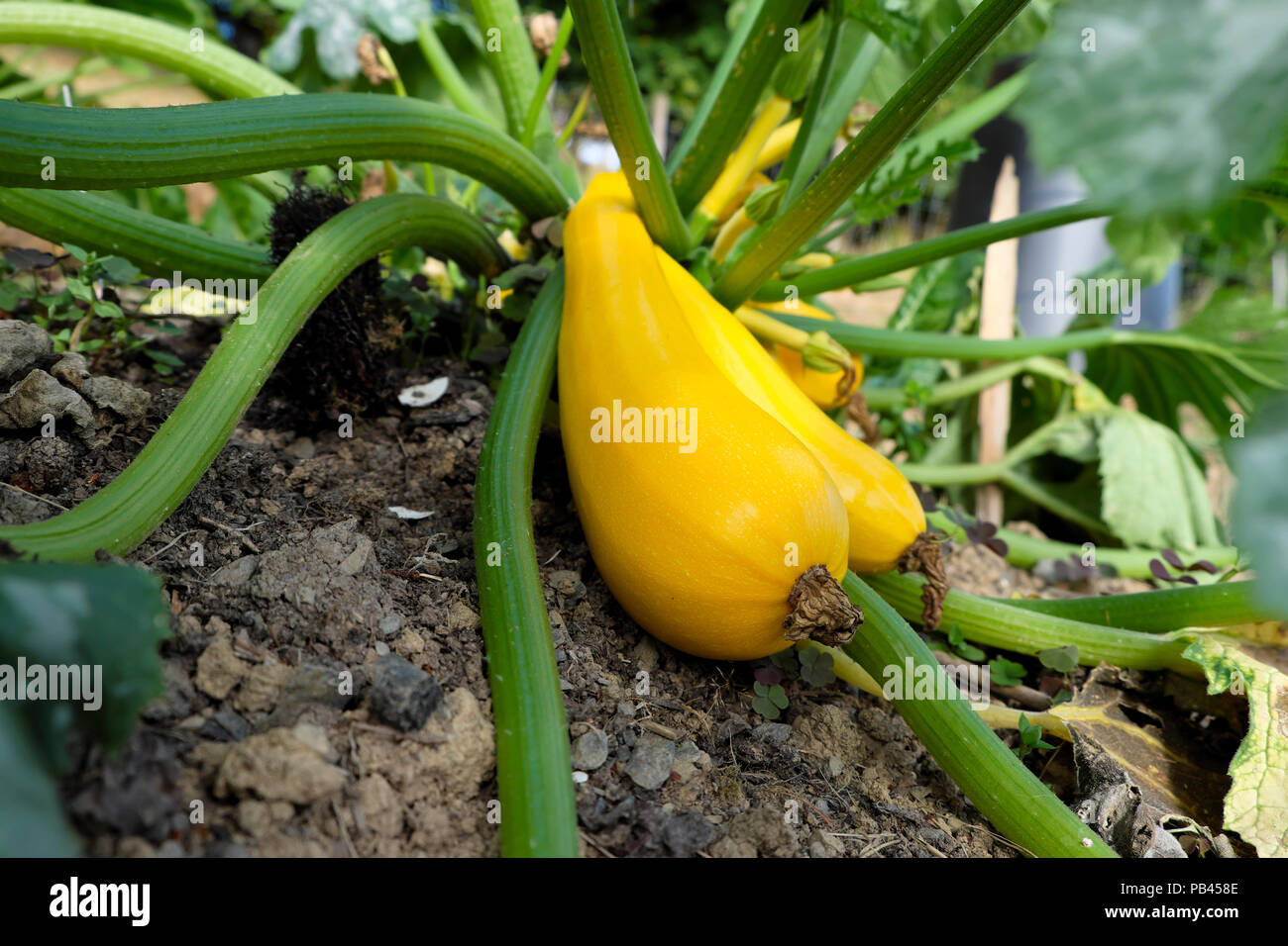 Summer squash plant hires stock photography and images Alamy