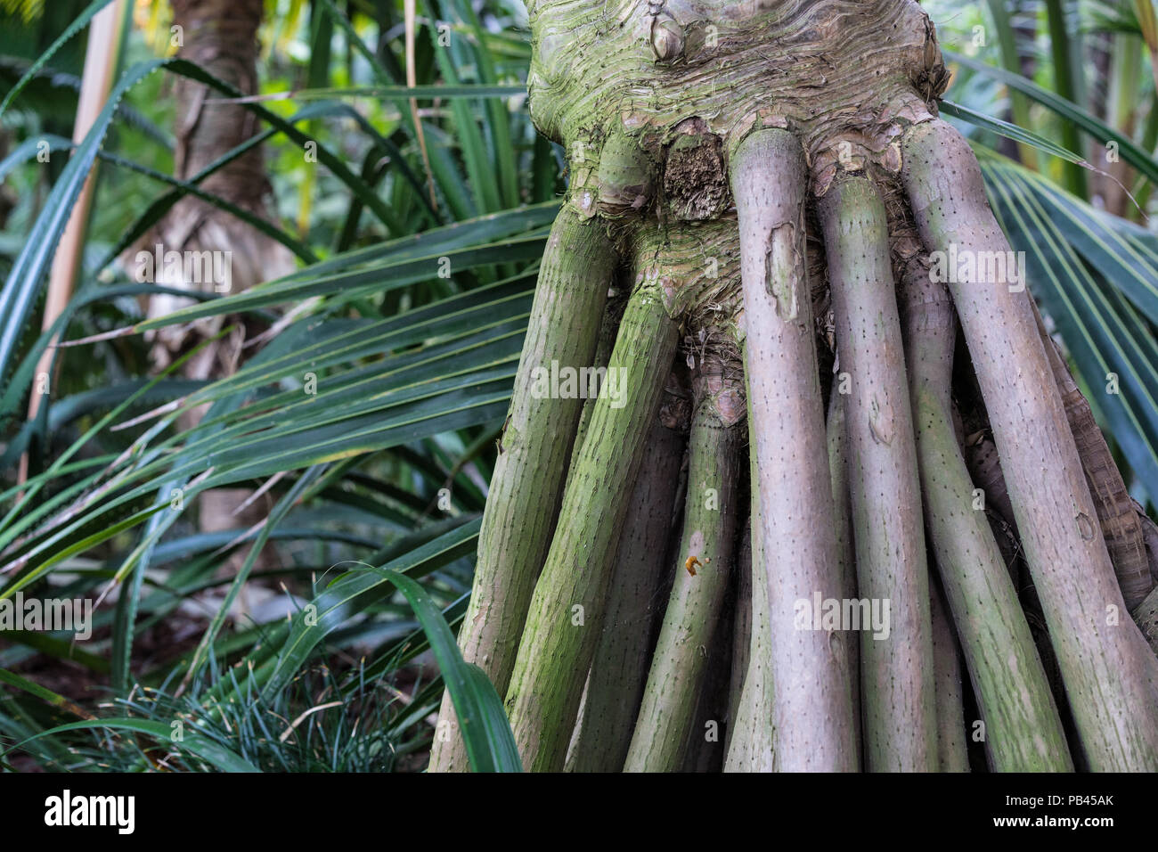 Tree Trunk of Pandanus Utilis Pandanaceae, Madagascar Screw Tree Stock