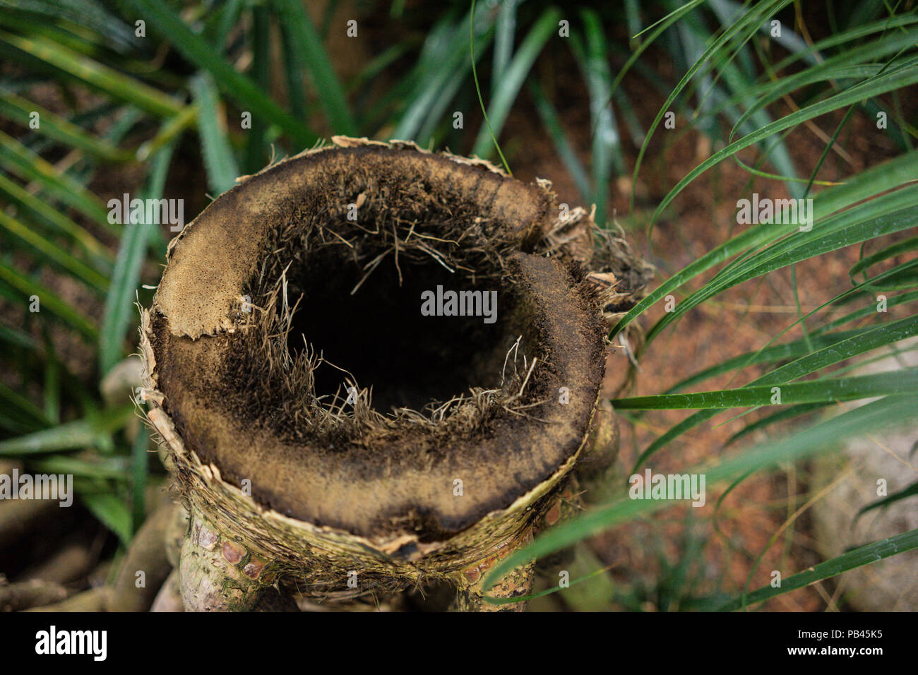 tree trunk hole of madagascar screw tree pandanus utilis Stock Photo