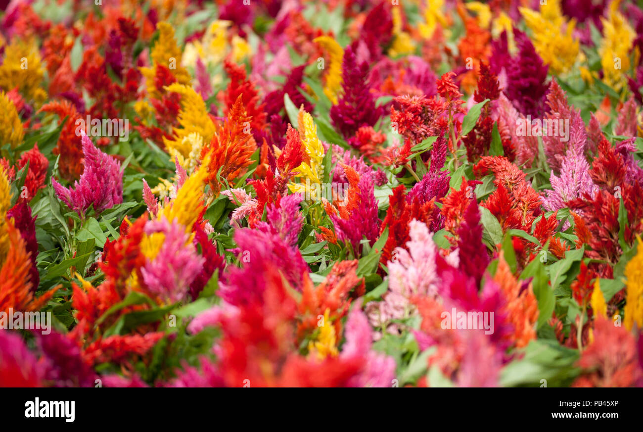 Colorful cockscomb Flowers Stock Photo - Alamy