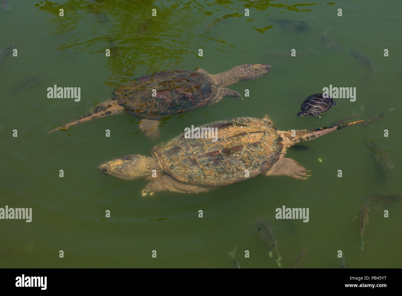 snapping turtles, Chelydra serpentina, and painted turtle, Maryland Stock Photo
