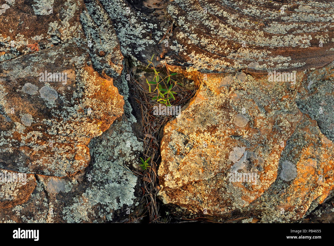 Weathered sandstone rocks, Petit Jean State Park, Arkansas, USA Stock Photo