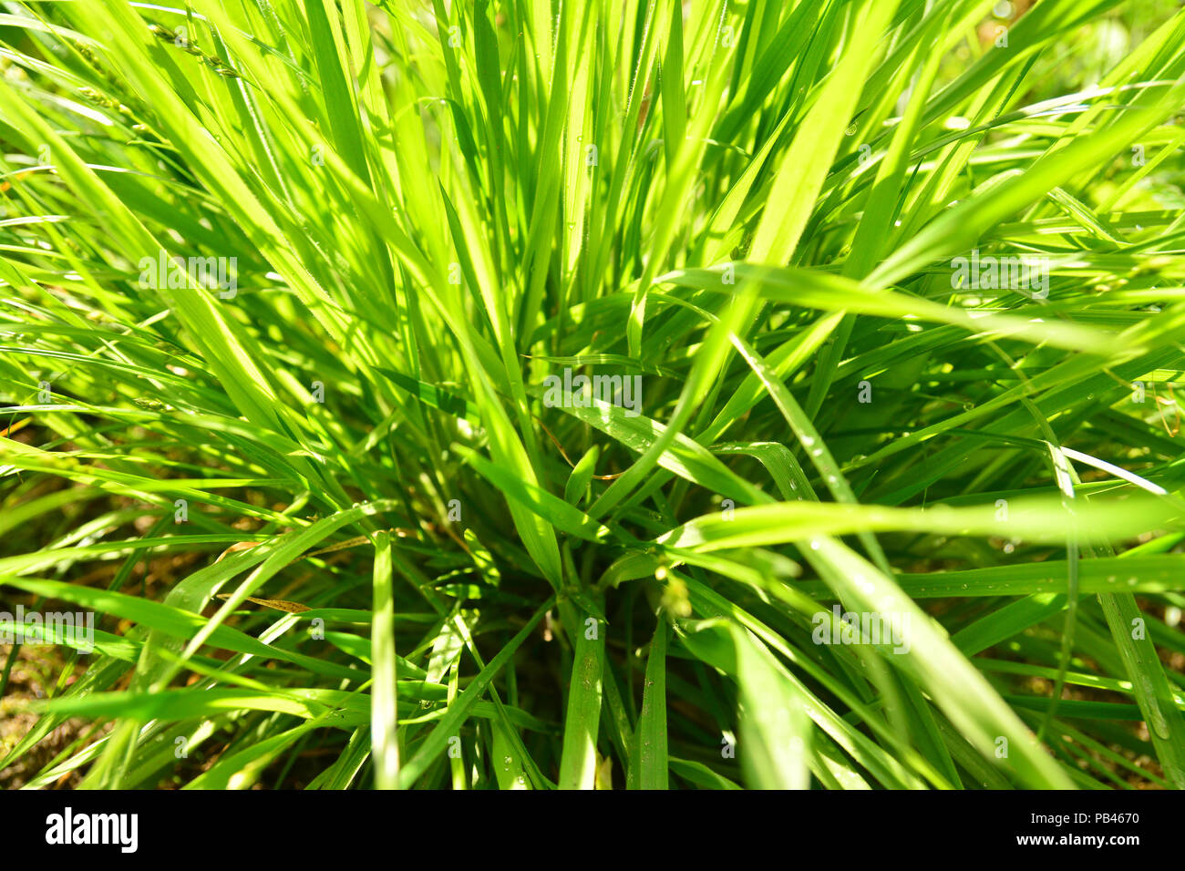 Fresh colors hi-res stock photography and images - Alamy