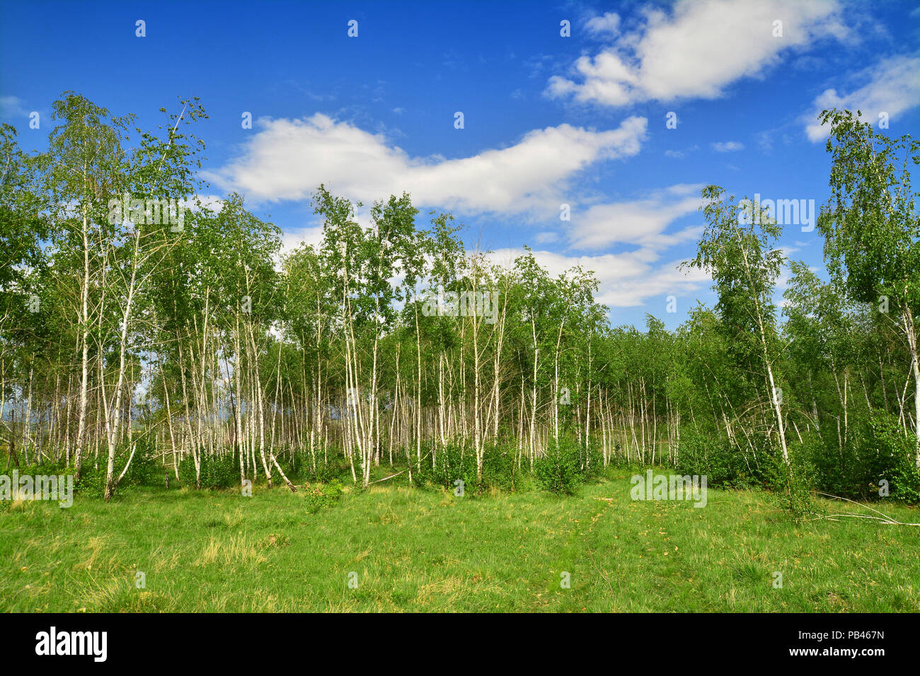 birch forest in the summer Stock Photo - Alamy