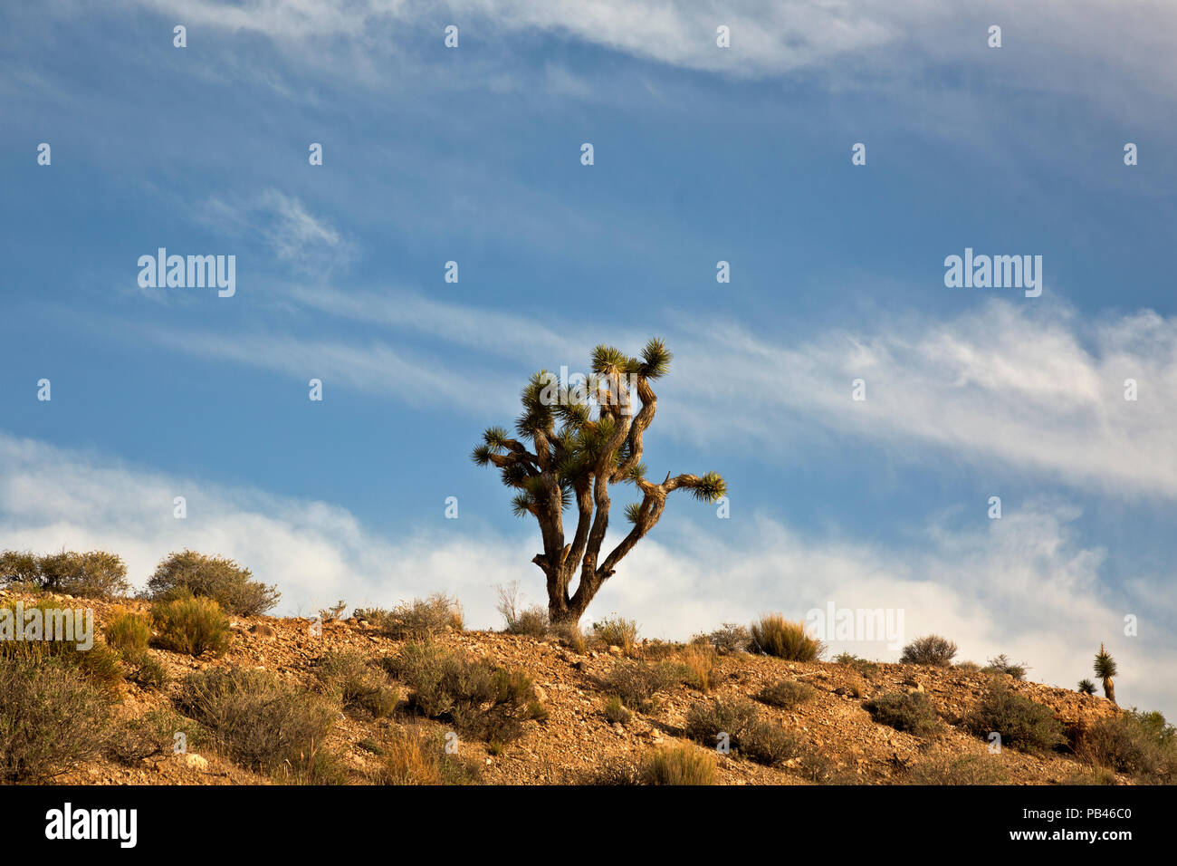 UT00486-00...UTAH - A Joshua tree in the  Woodbury Desert Study Area, part of the Beaver Dam Wash National Conservation Area on the edge of the Mojave Stock Photo