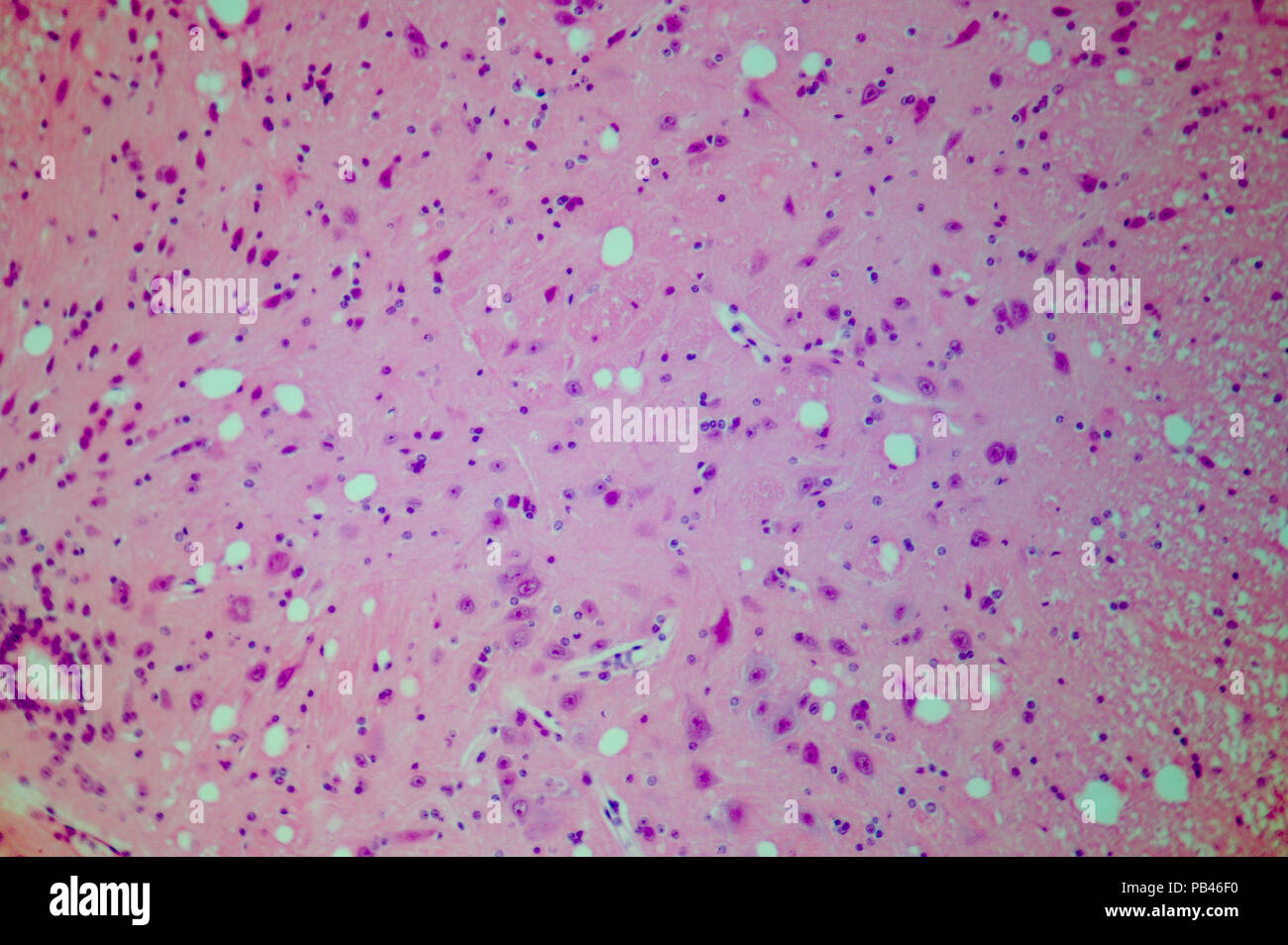 Cell of a living organism in the microscope Stock Photo