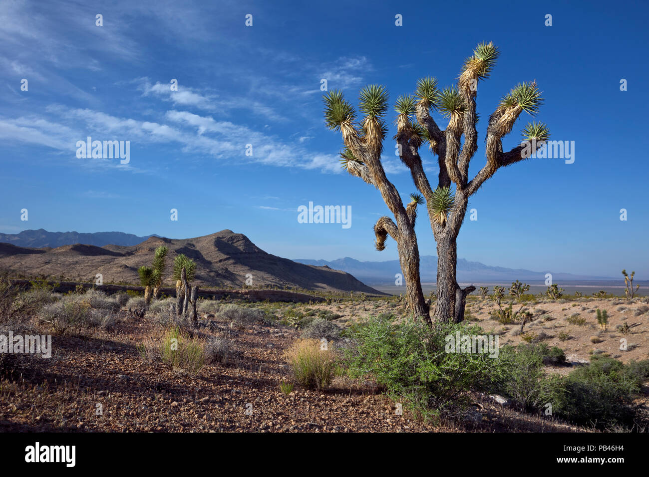 UT00491-00...UTAH - A Joshua tree in the  Woodbury Desert Study Area, part of the Beaver Dam Wash National Conservation Area on the edge of the Mojave Stock Photo