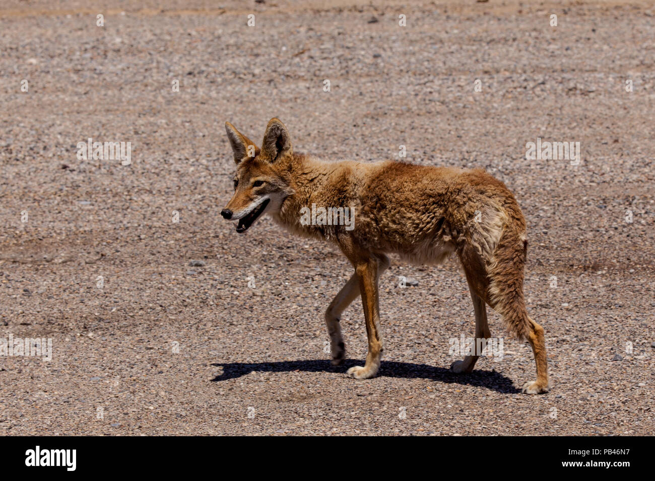 Coyote im Death Valley NP Stock Photo