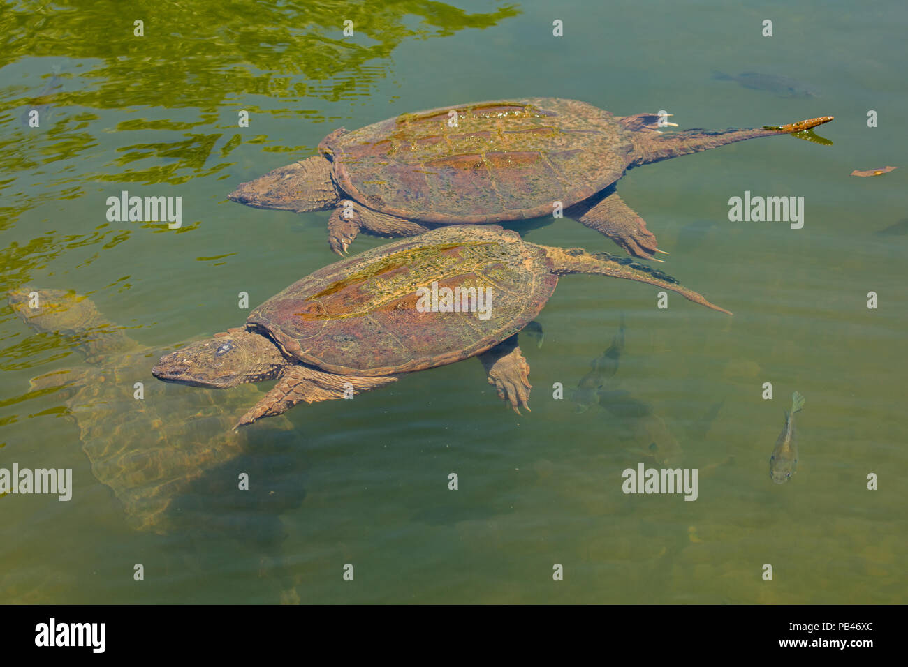 snapping turtles, Chelydra serpentina,  and Bluegills, Lepomis macrochirus, Maryland Stock Photo