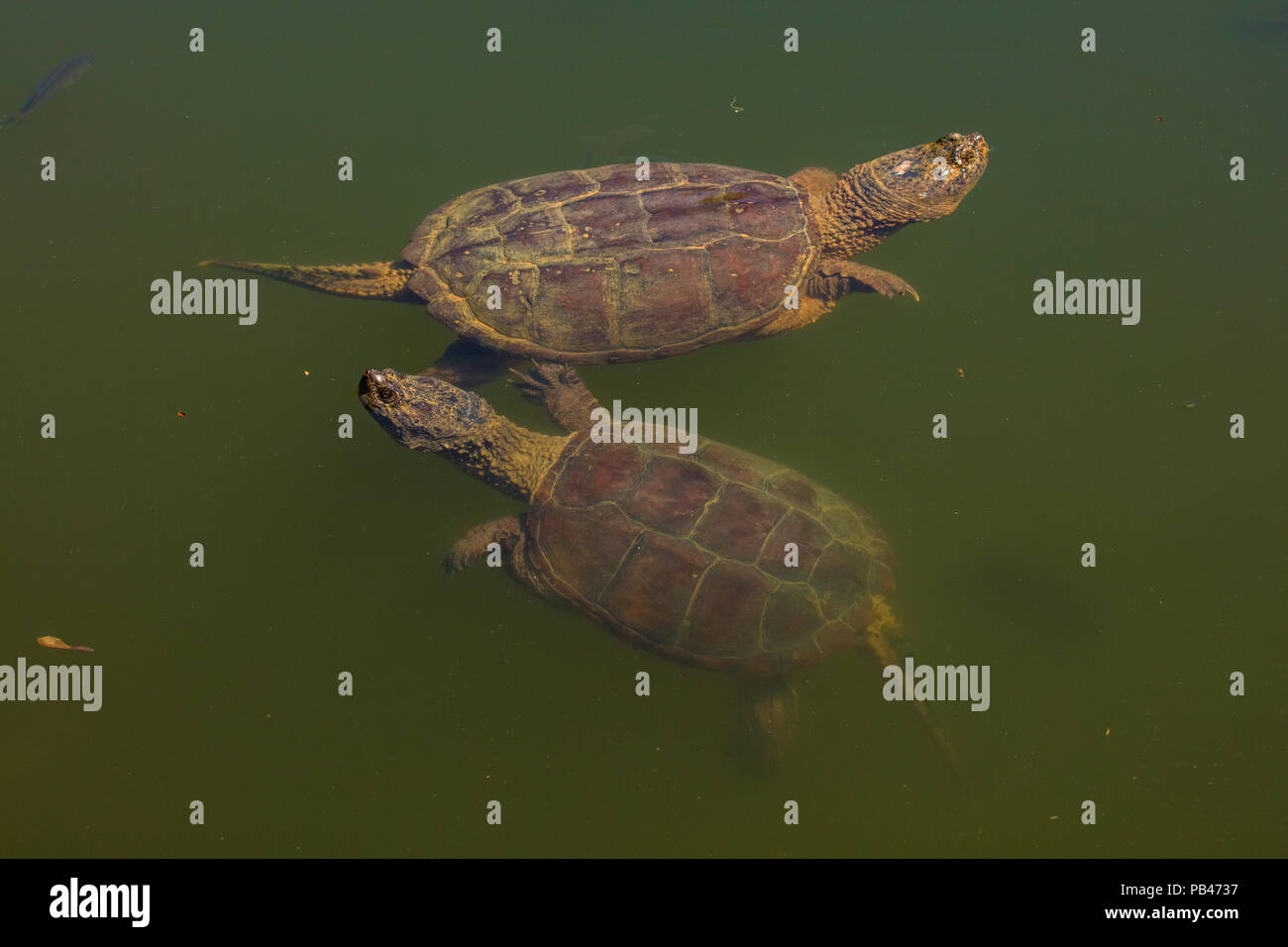 snapping turtles, Chelydra serpentina,  and Bluegills, Lepomis macrochirus, Maryland Stock Photo