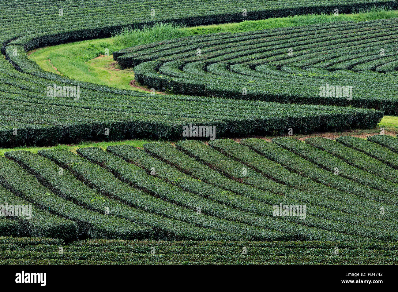 Tea plantations in Chiang Rai, Thailand Stock Photo