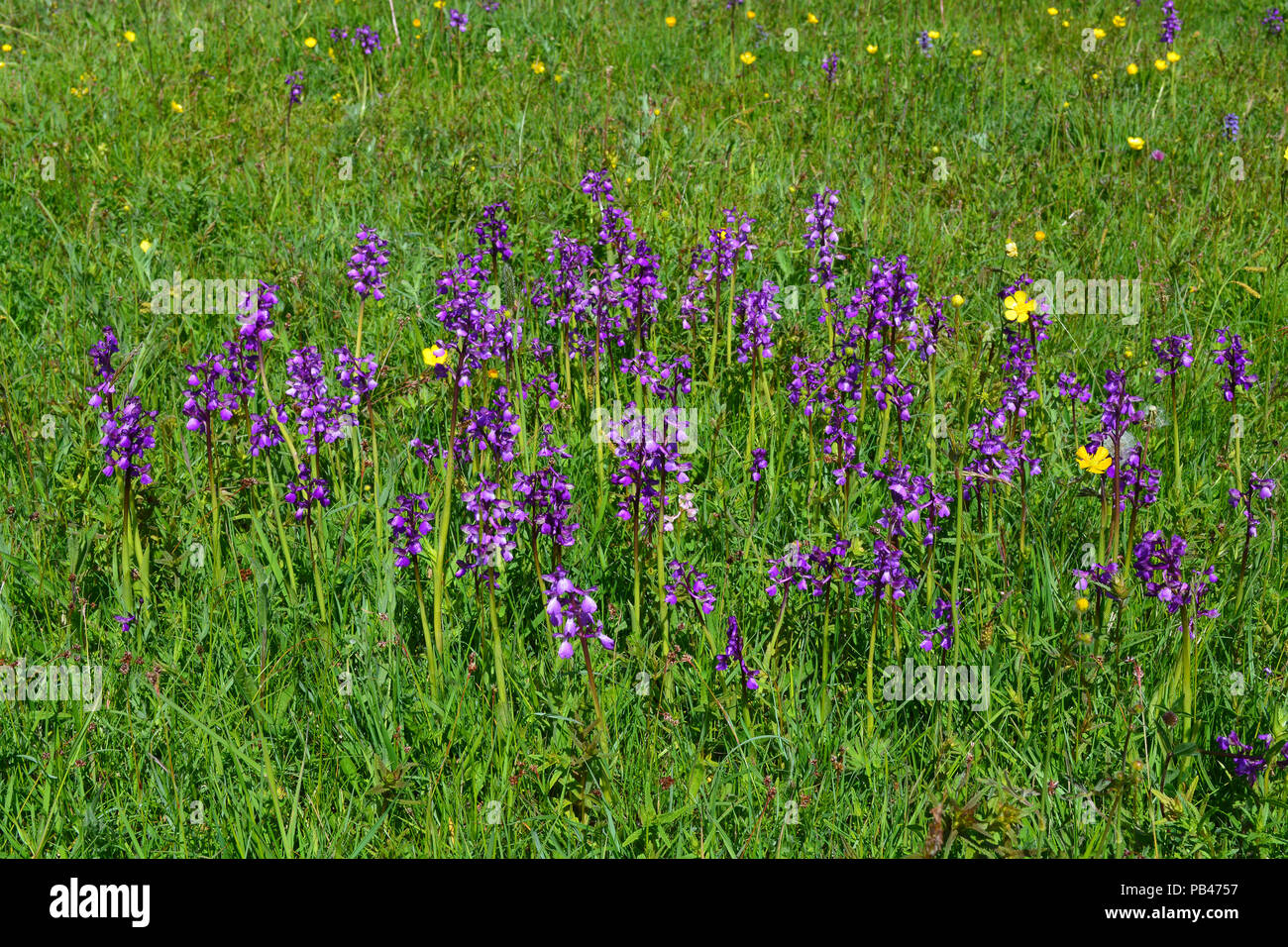 Green-winged Orchid Stock Photo
