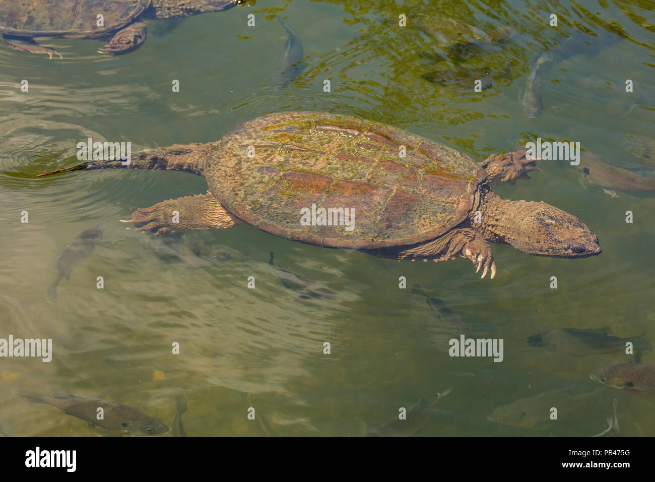 snapping turtle, Chelydra serpentina,  and Bluegills, Lepomis macrochirus, Maryland Stock Photo